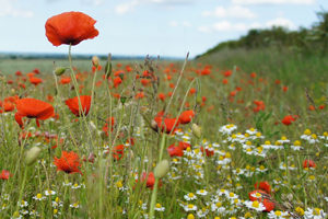 Poppy field near Leconfield